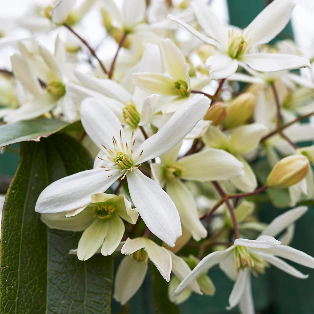 heirloom clematis flower seeds