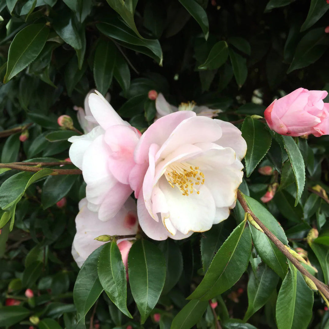 camellia flower flower seeds