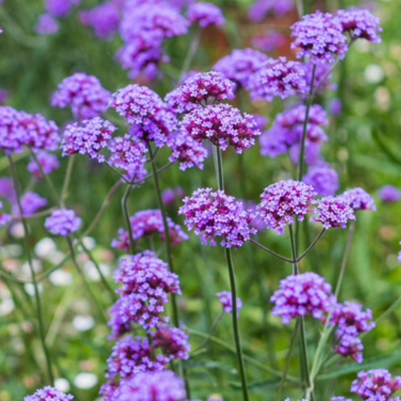verbena flower flower seeds