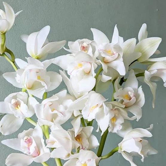 white cymbidium flower seeds