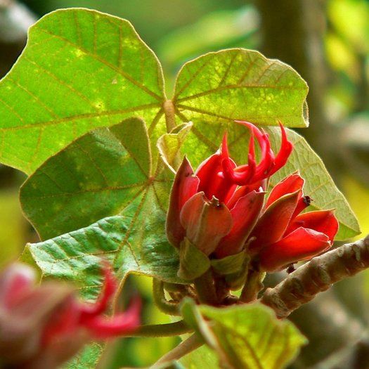 orange chiranthodendron flower seeds