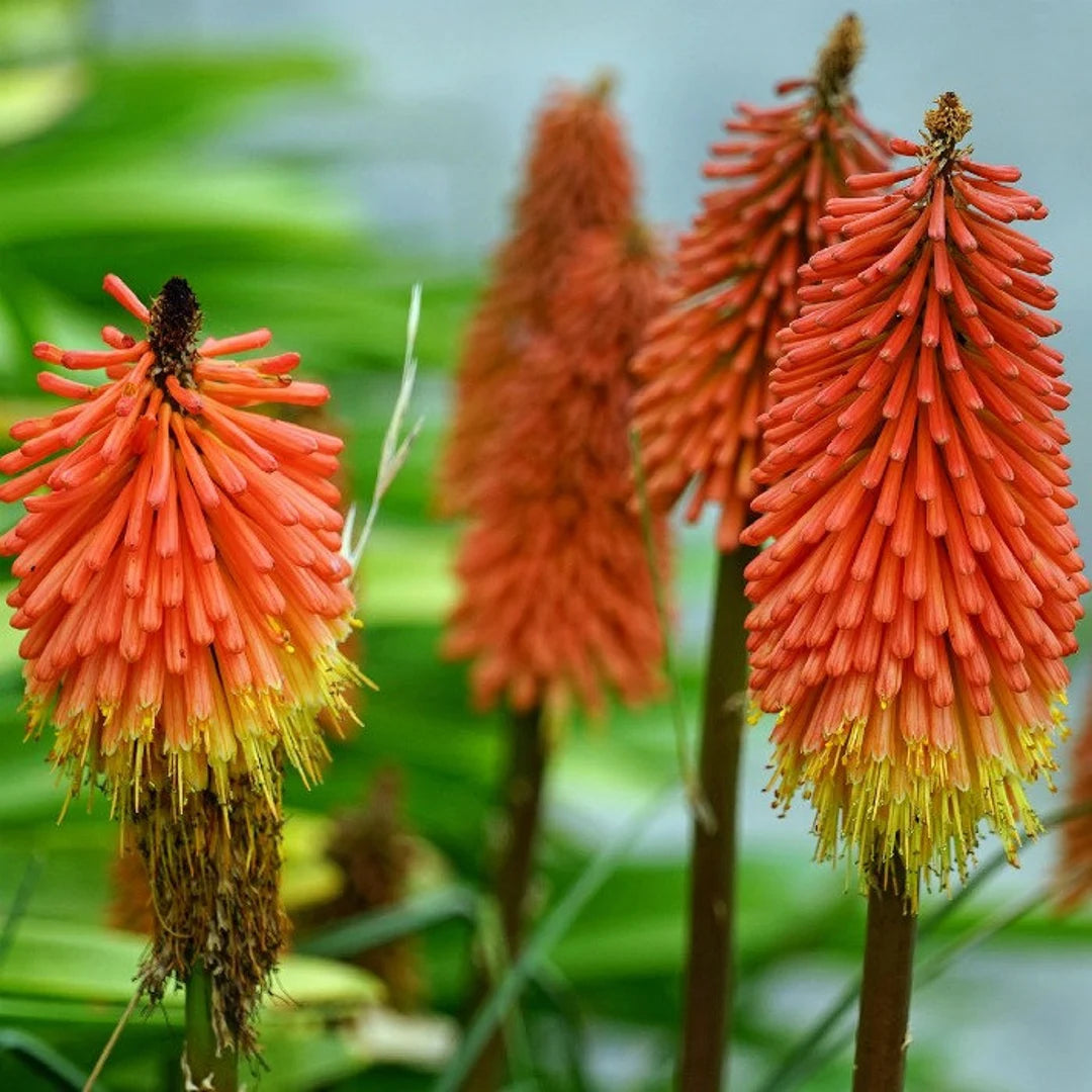 red yellow flower seeds