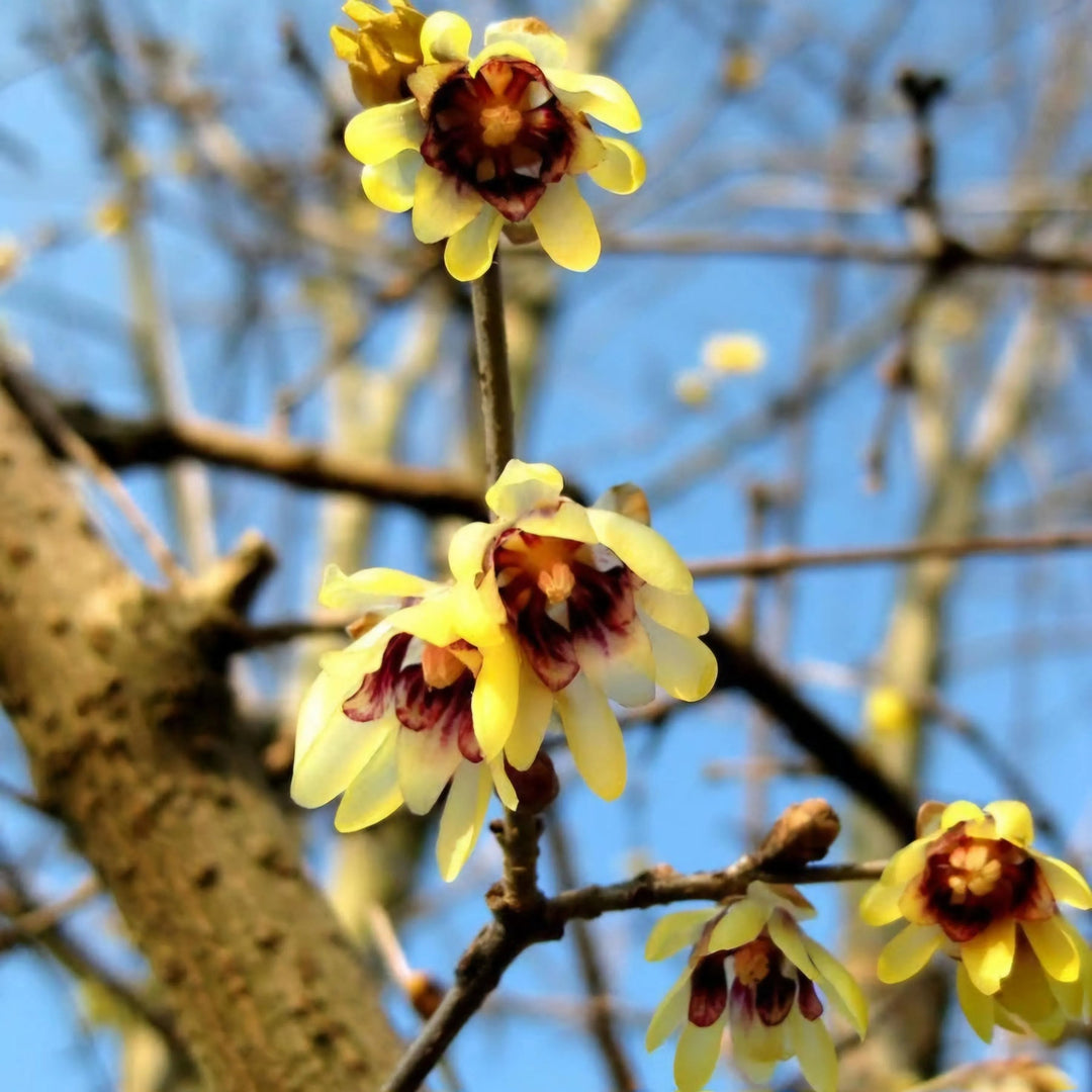 chimonanthus wintersweet flower seeds