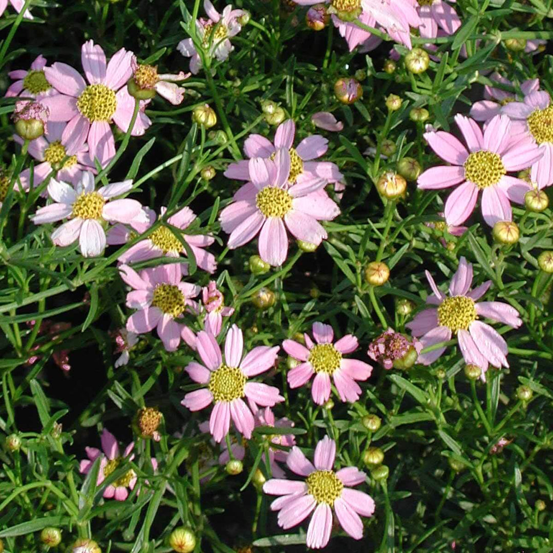 coreopsis rosea flower seeds