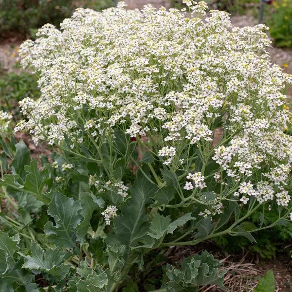 seakale flower flower seeds