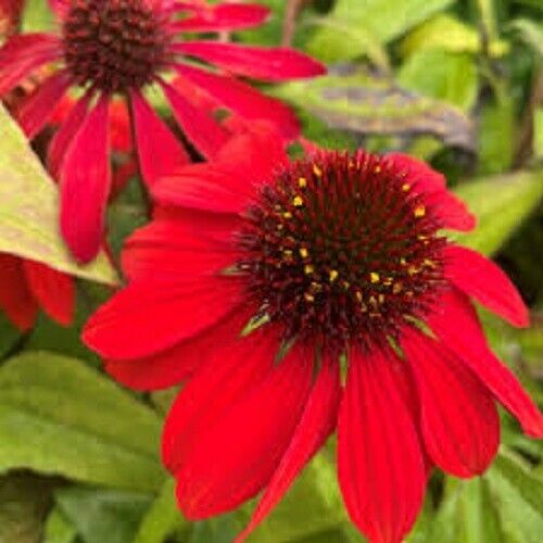 red heirloom flower seeds