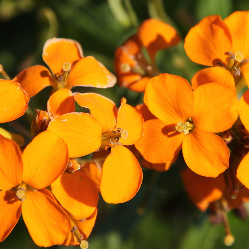erysimum flower flower seeds