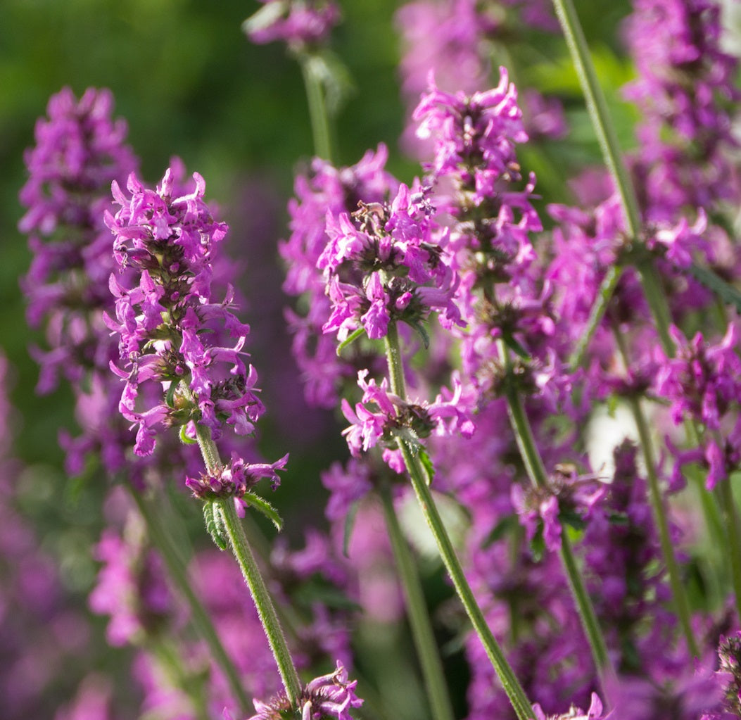 heirloom betony flower seeds