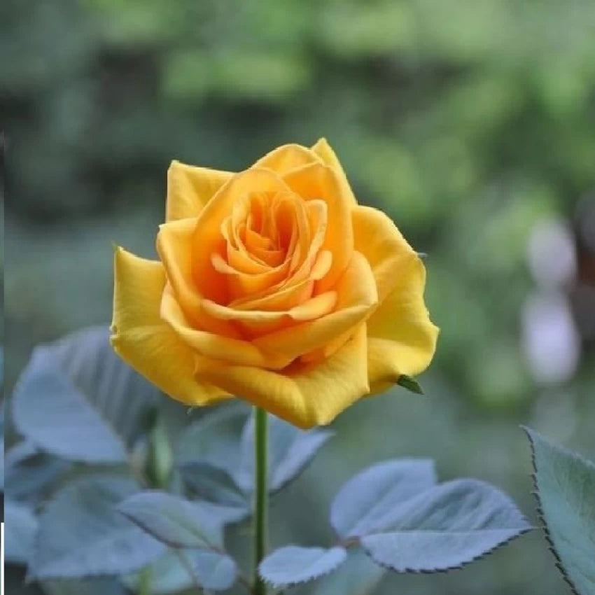 yellow thick flower seeds