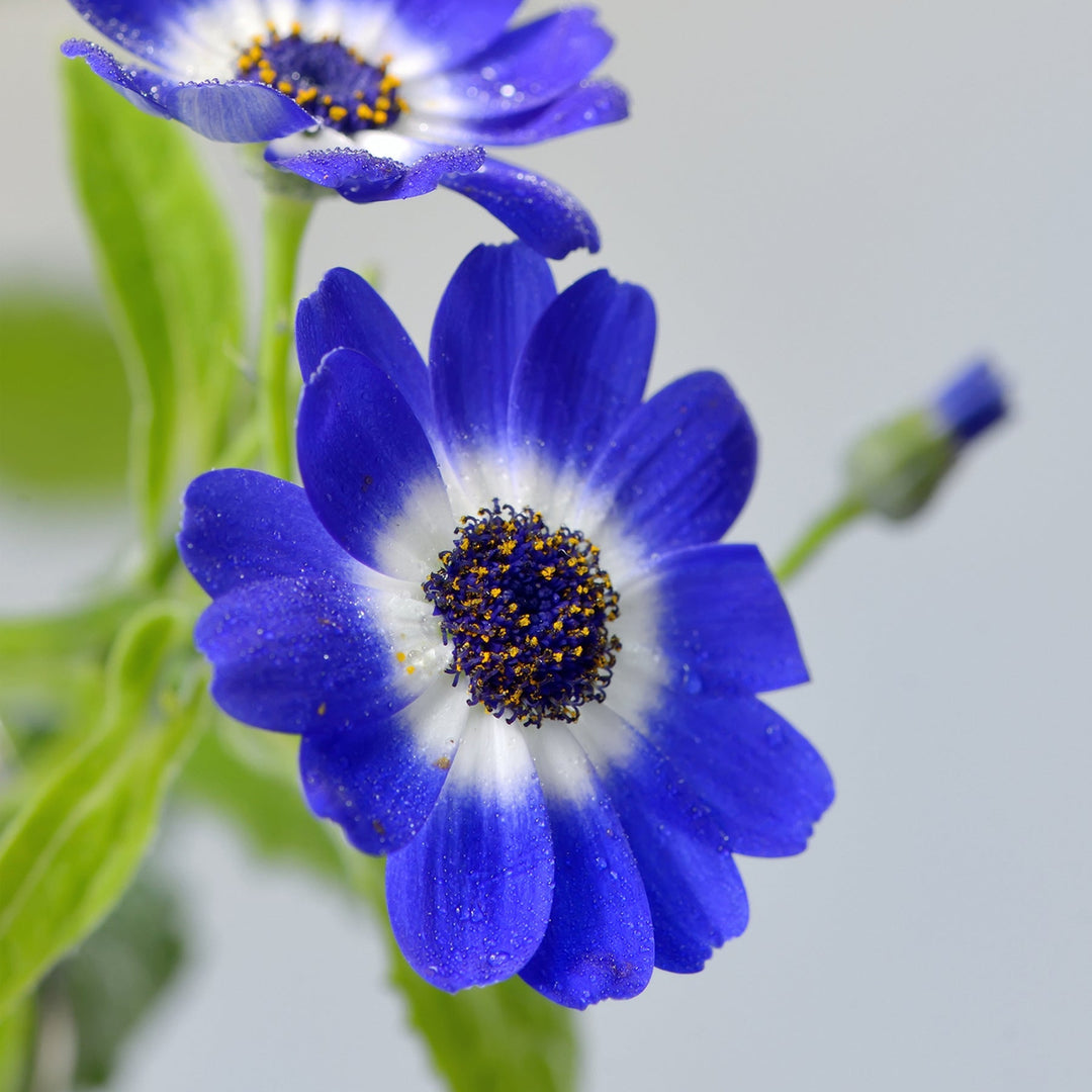 blue heirloom flower seeds