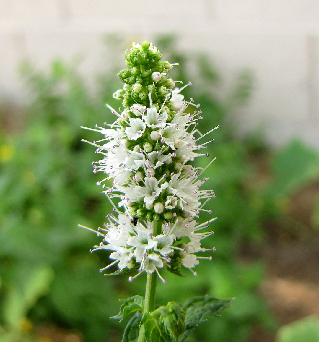 heirloom mint flower seeds