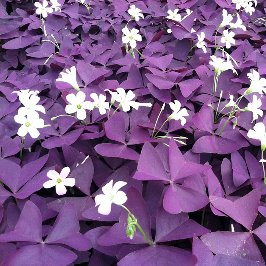 purple oxalis flower seeds