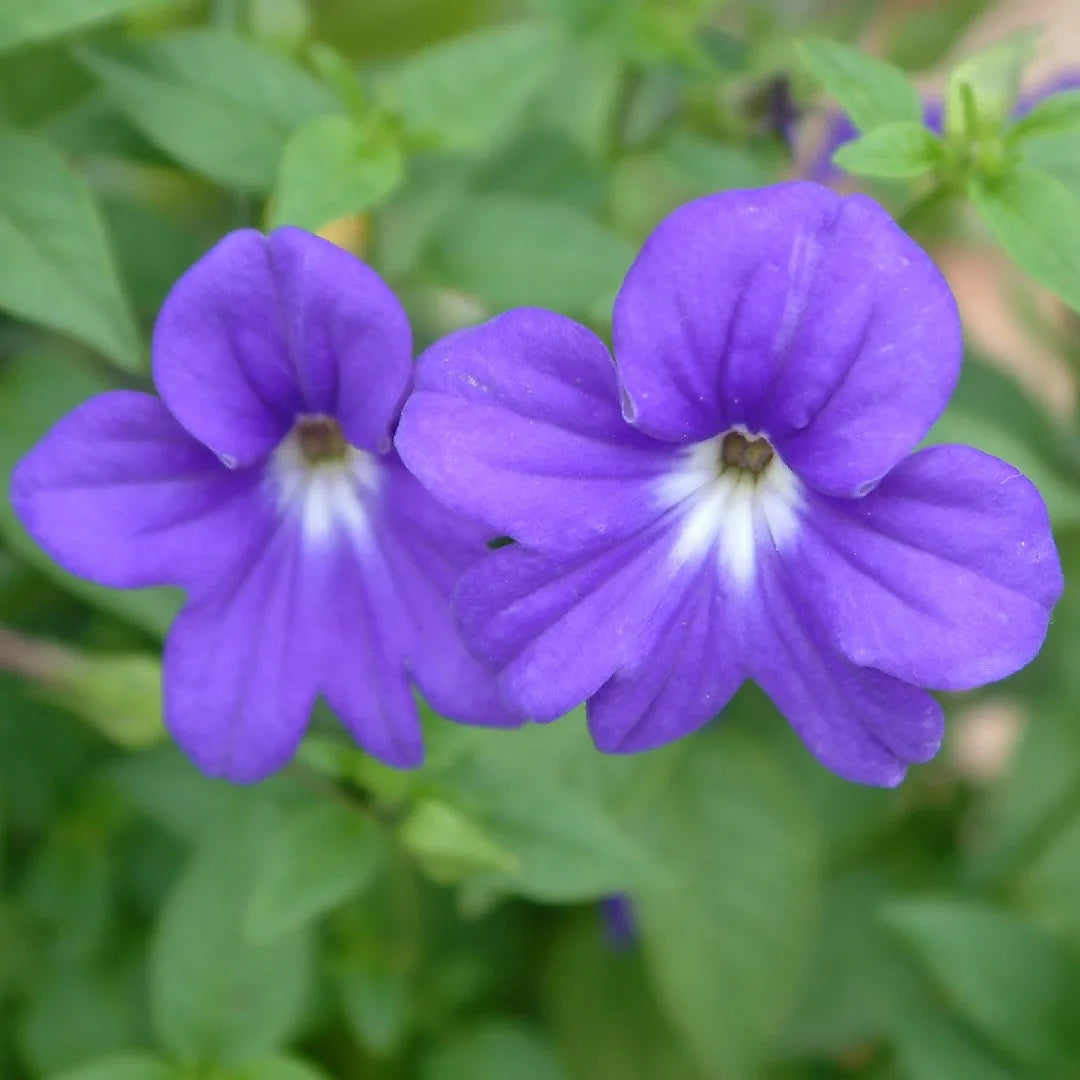 violet heirloom flower seeds
