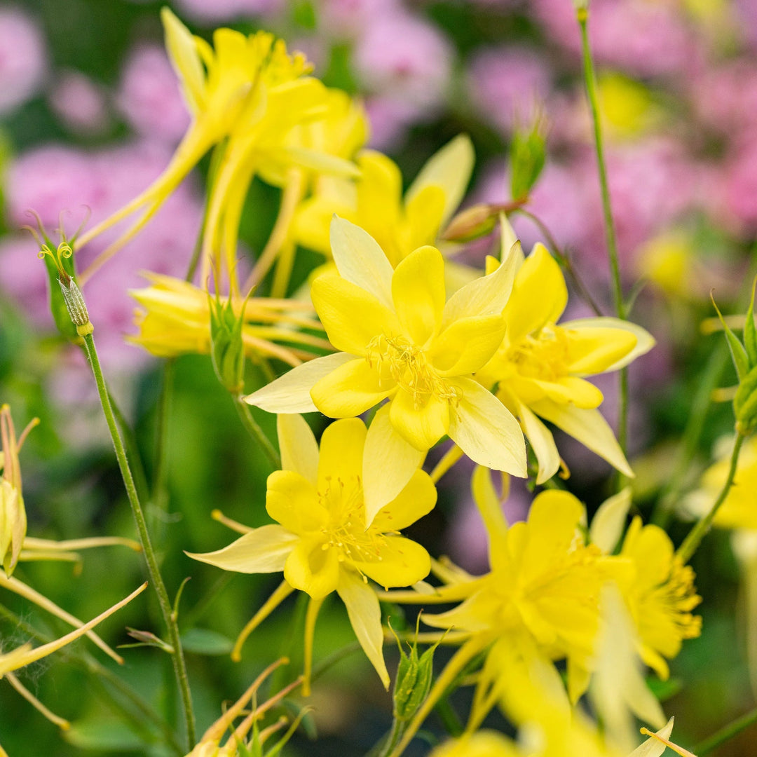 golden aquilegia flower seeds