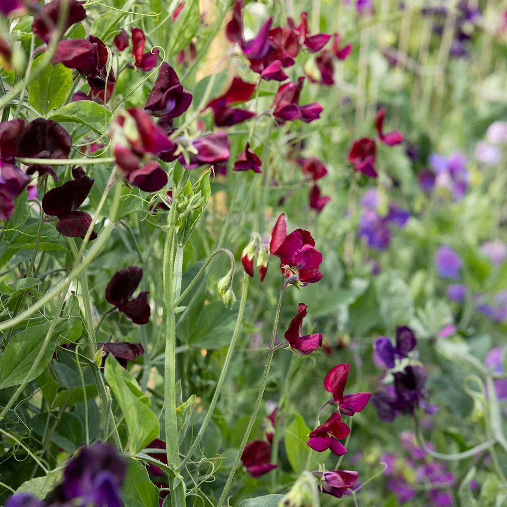 heirloom non flower seeds