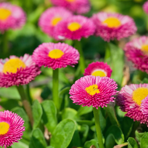 pink organic flower seeds