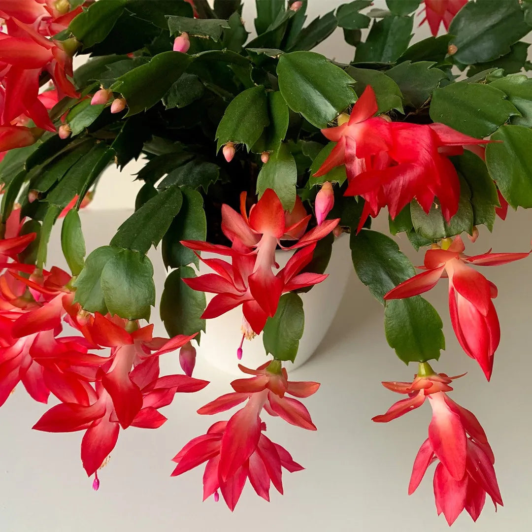 red schlumbergera flower seeds