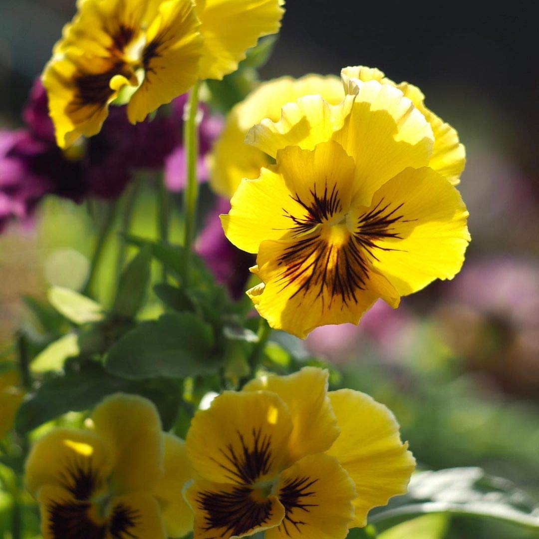 tiger eye flower seeds