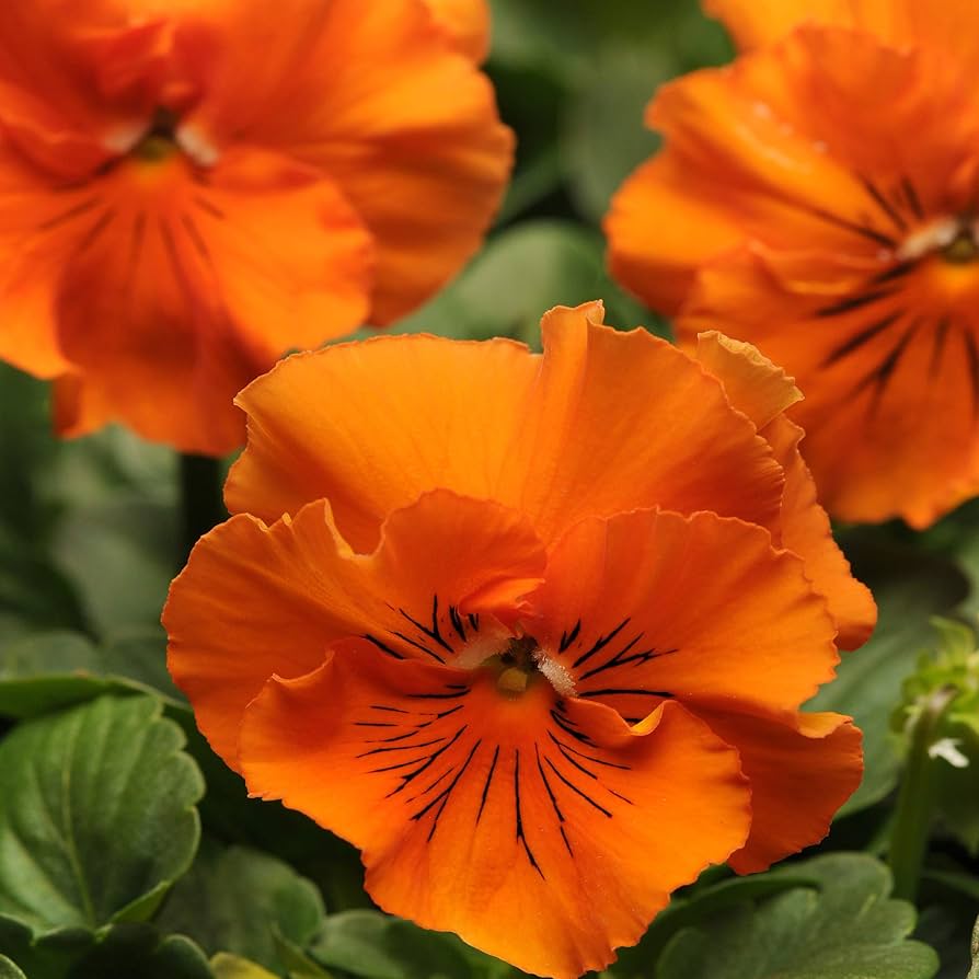 orange organic flower seeds