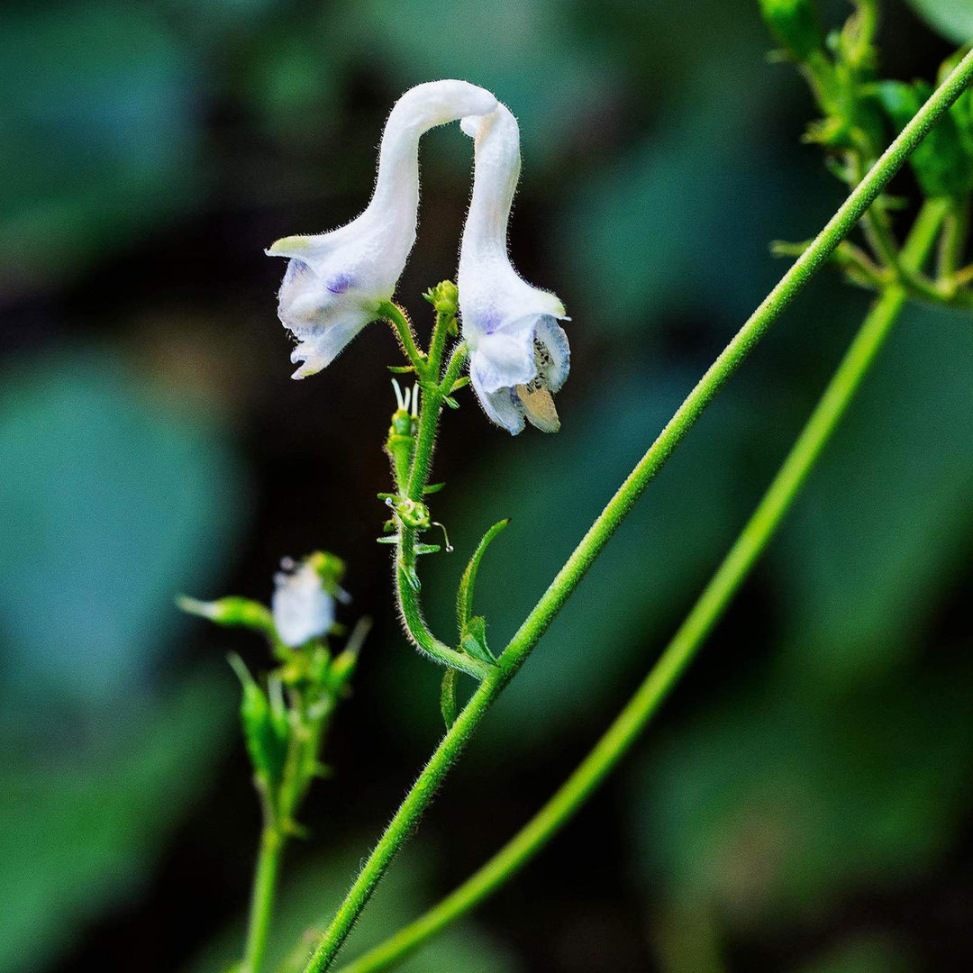 white heirloom flower seeds