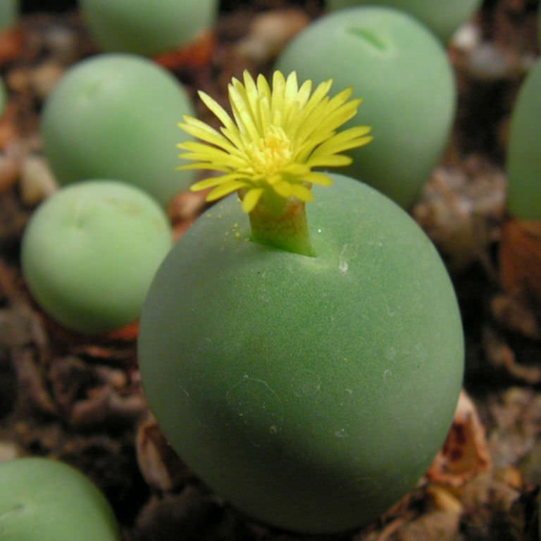 conophytum calculus flower seeds