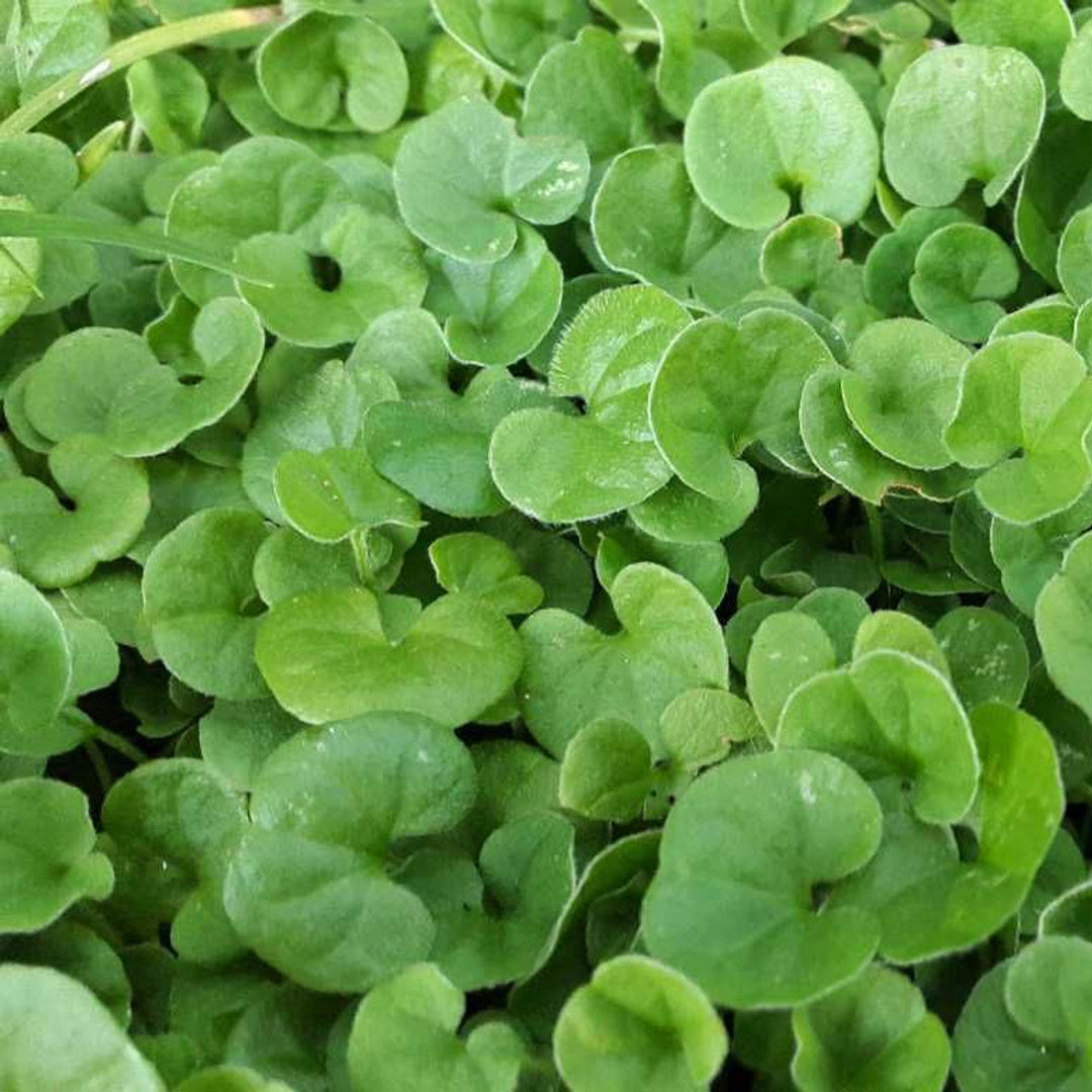 dichondra plant flower seeds