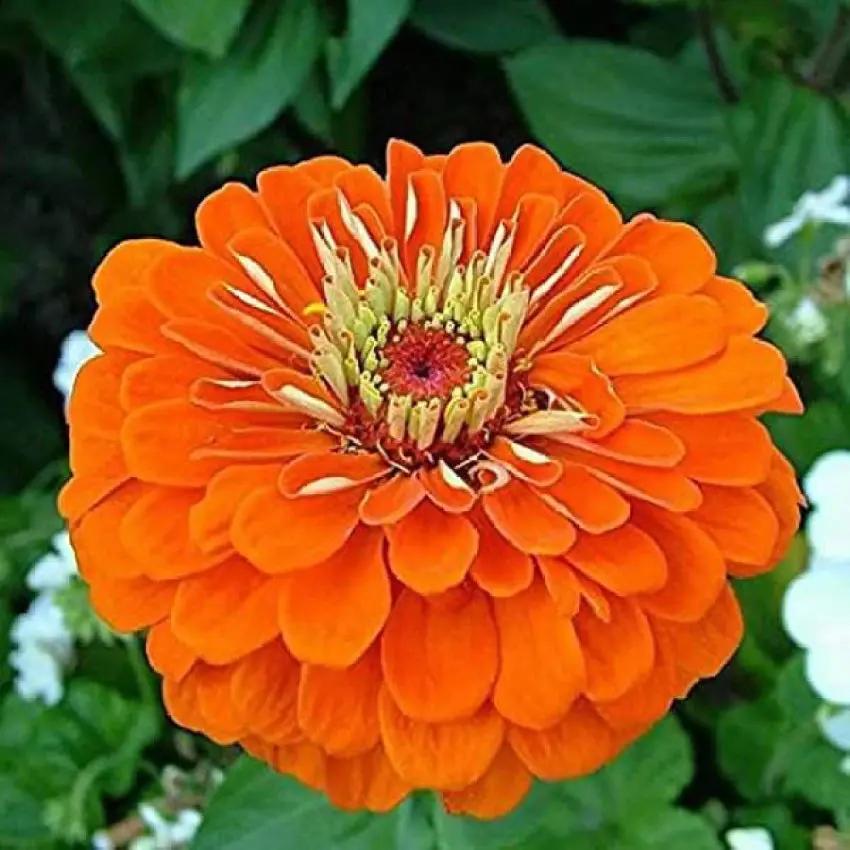 orange anthemoides flower seeds