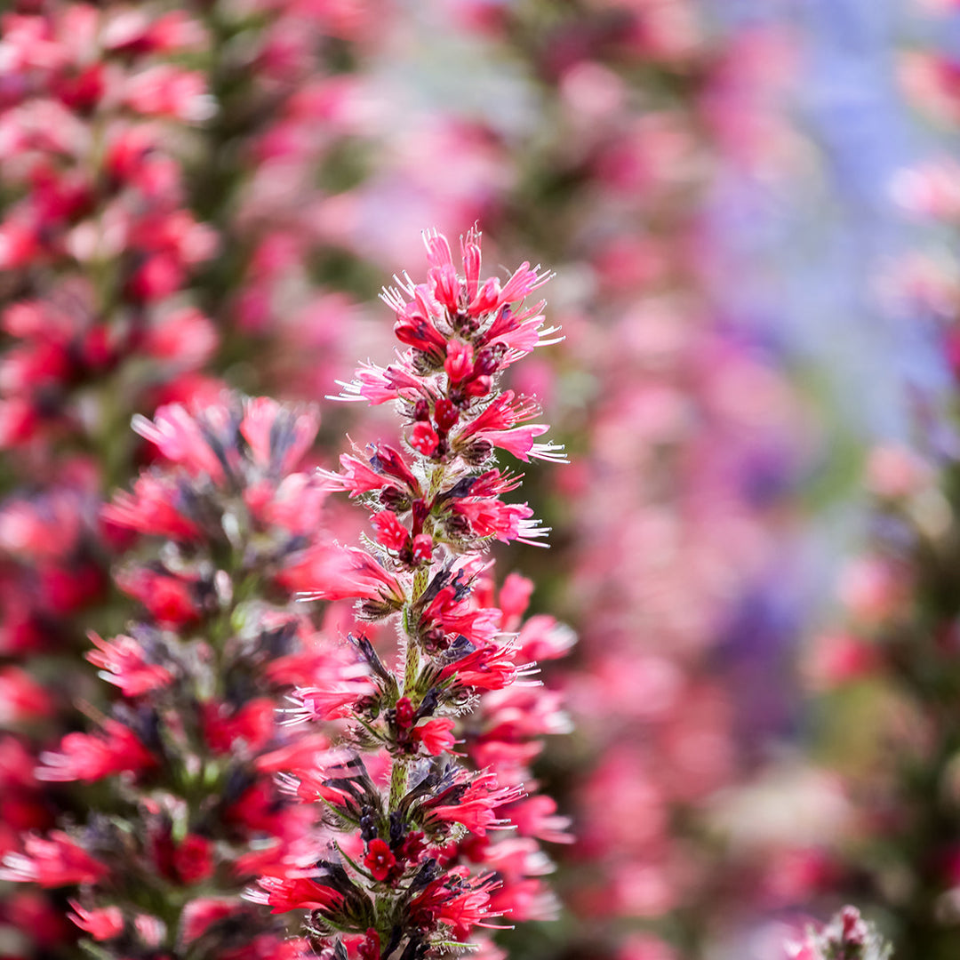 red amoenum flower seeds