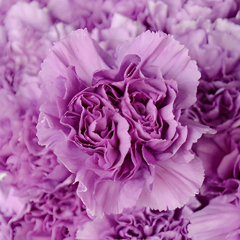 lavender heirloom flower seeds