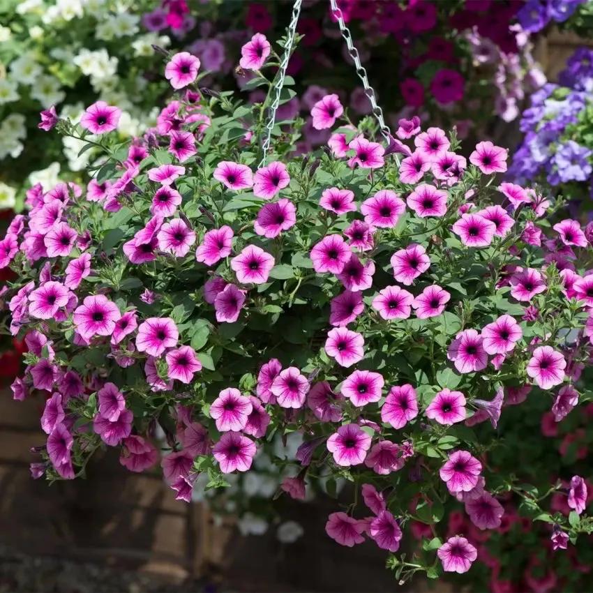 surfinia flower flower seeds