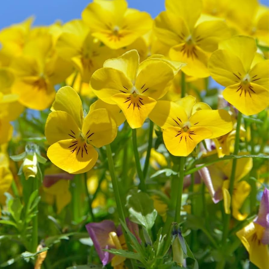 velour flower flower seeds