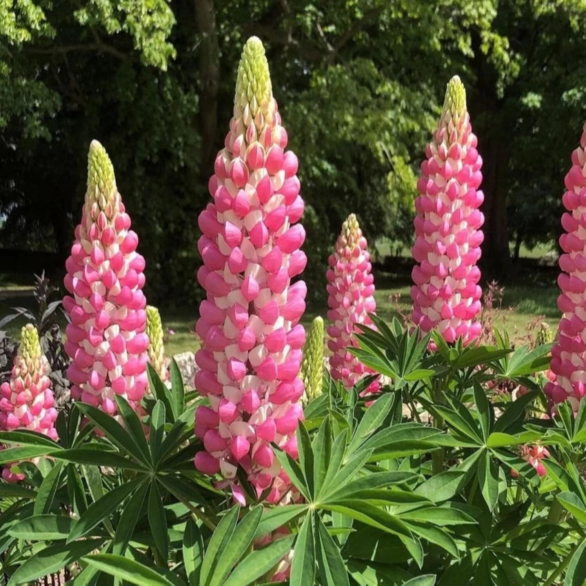 pink heirloom flower seeds