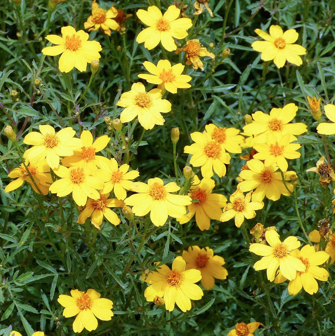 yellow lemon flower seeds
