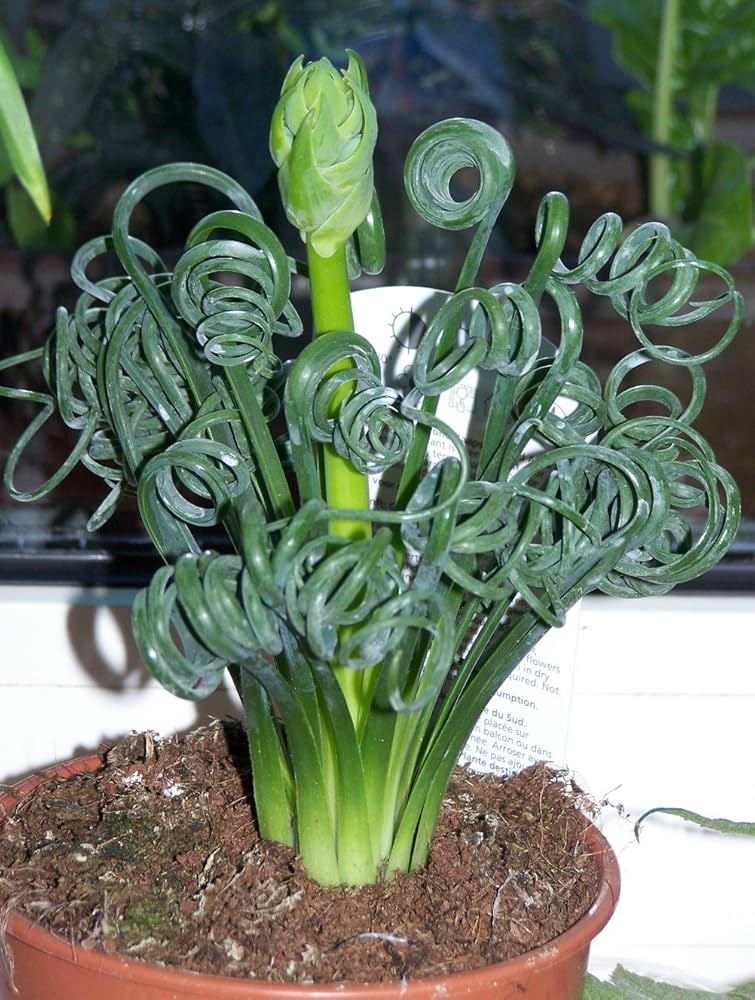 curly twisted flower seeds