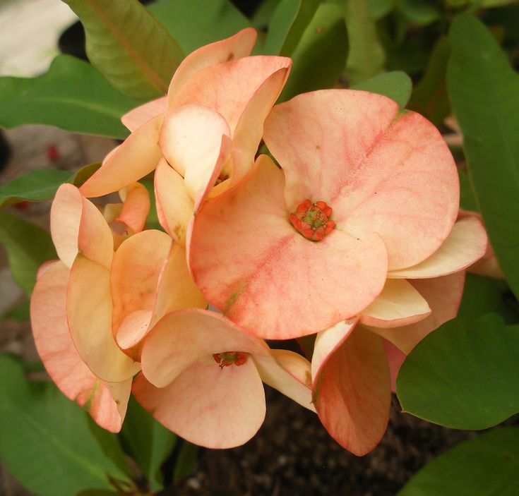 pink heirloom flower seeds