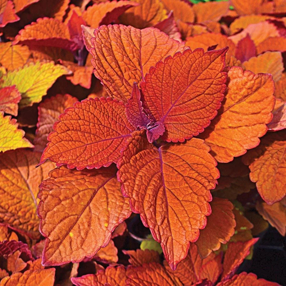 orange heirloom flower seeds