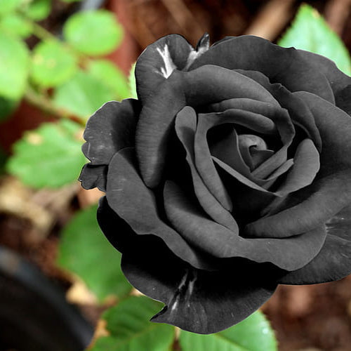 romantic rose flower seeds