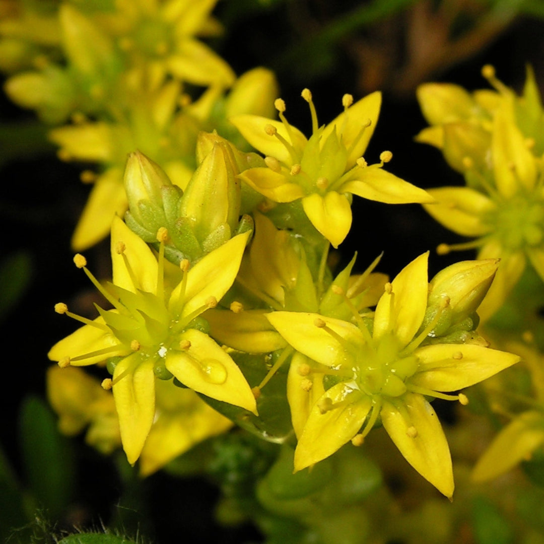heirloom mauerpfeffer flower seeds
