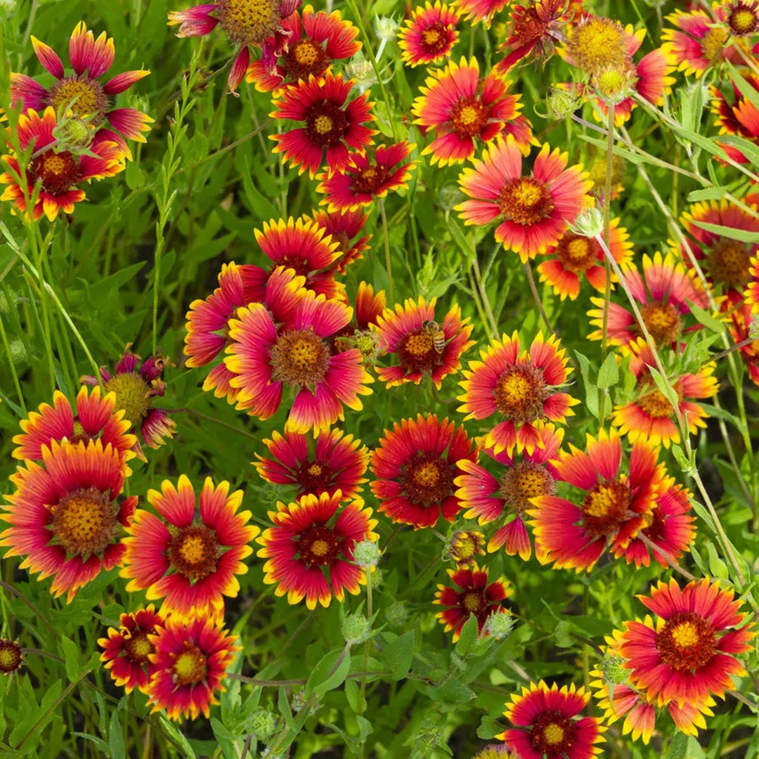 gaillardia aristata flower seeds