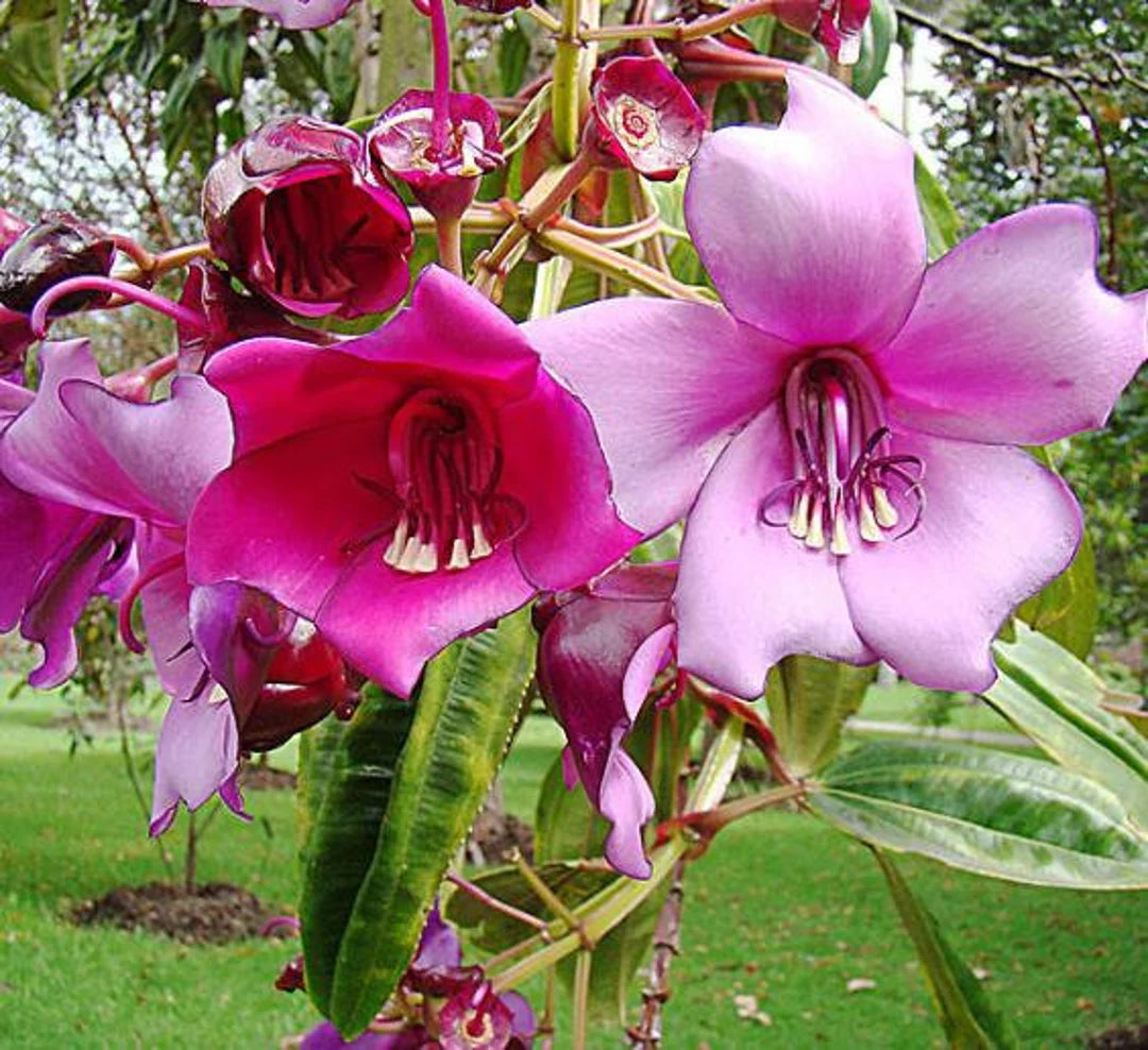 meriania nobilis flower seeds