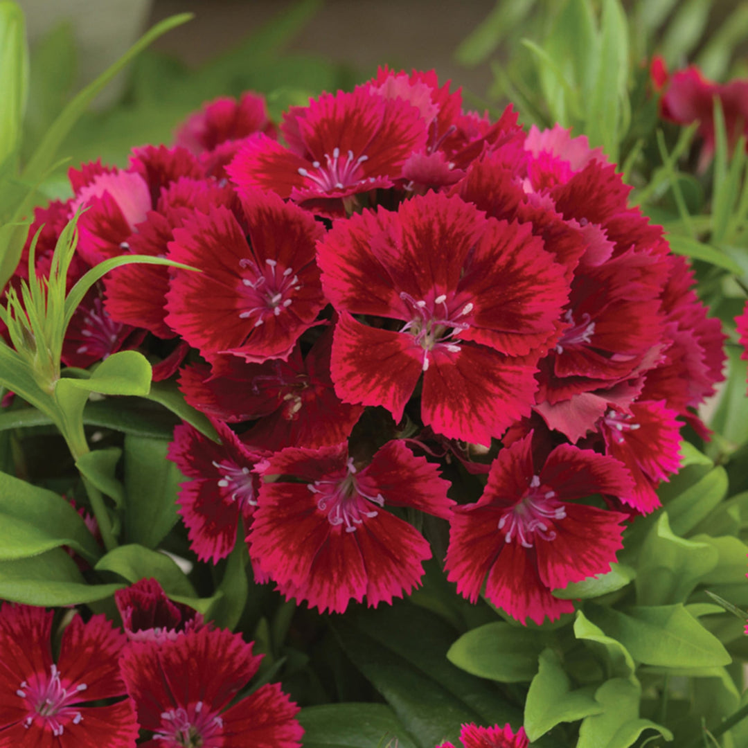 Heirloom Non-GMO Red Dianthus Flower Seeds for Garden Planting – Fragrant Hardy Blooms Variety