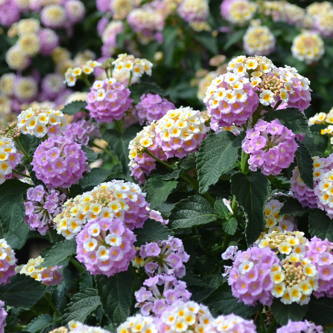 Wandelröschen Blomsterfrø til udplantning, 100 stk