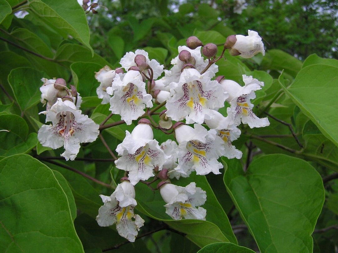 Catalpa blomsterfrø til plantning, 100 stk