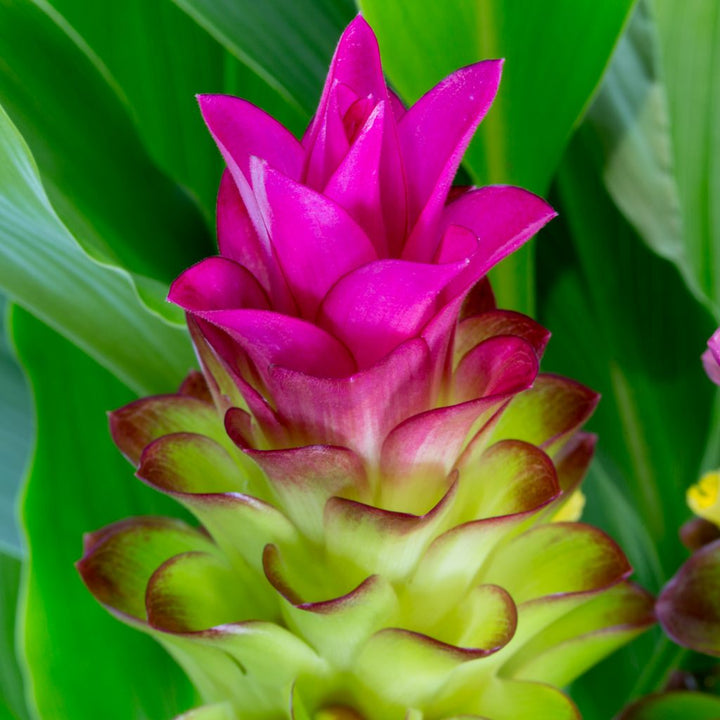 Pink Rhizoma Curcuma Flower Seeds – Heirloom Non‑GMO