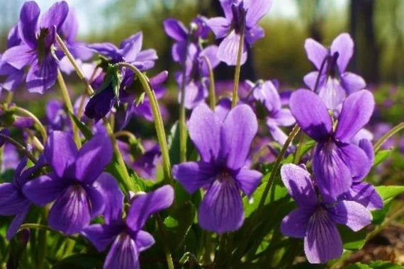 Viola Odorata Blomsterfrø til udplantning - 100 stk