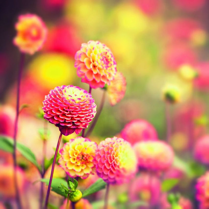 Echinops Orange Pink Seeds for Planting – Organic, Heirloom, Non-GMO Garden Seeds