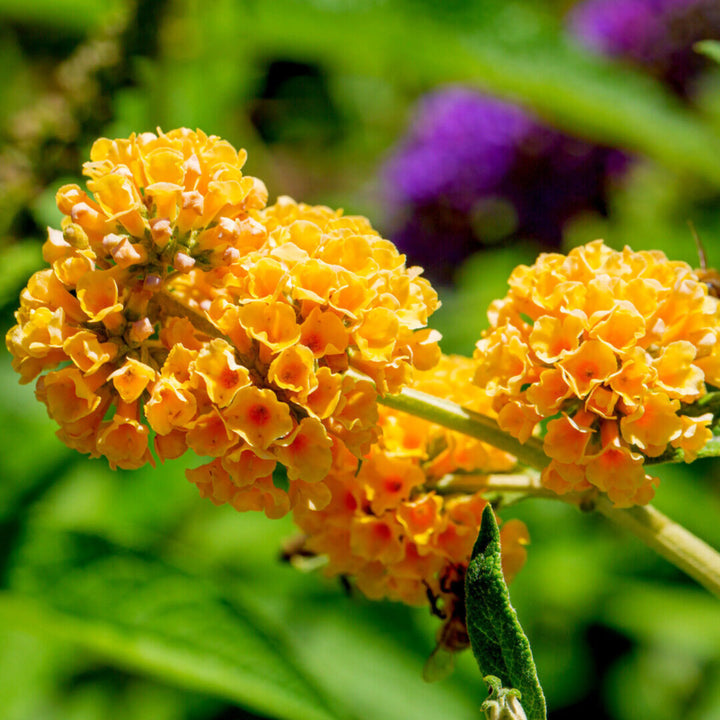 Heirloom Non-GMO Buddleia Flower Seeds for Garden Planting – Butterfly-Attracting Fragrant Blooms