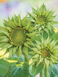 Green Sunflower Seeds for Planting - 100 pcs