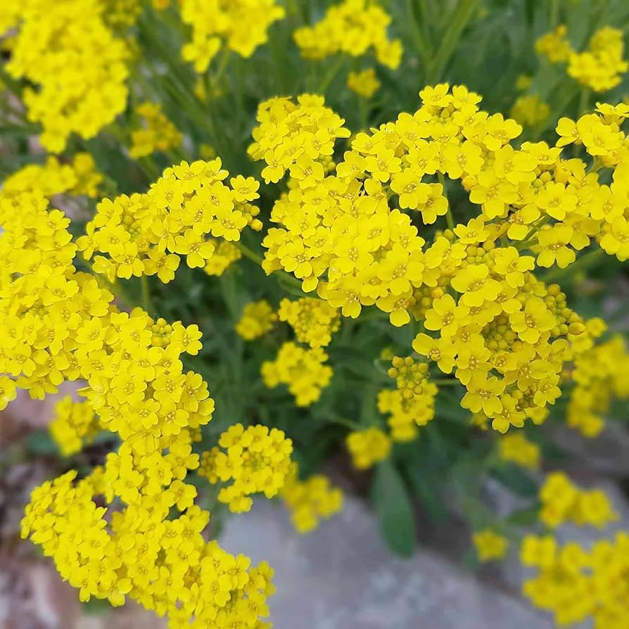 Gule Aurinia blomsterfrø til plantning - 100 stk