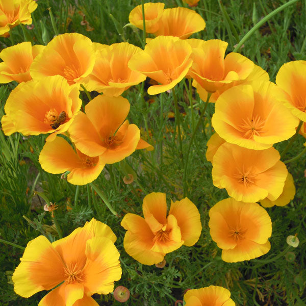 Gule Eschscholzia blomsterfrø til udplantning, friske, 100 stk